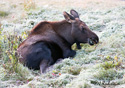 Alces alces